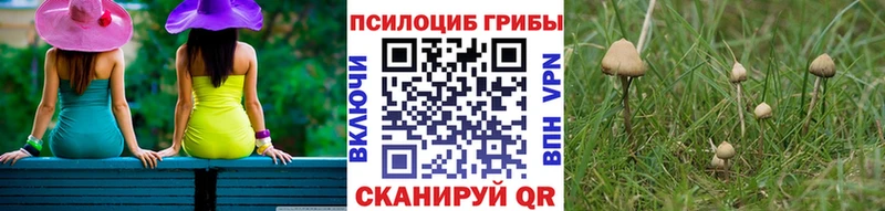 hydra вход  купить наркоту  Тайшет  Галлюциногенные грибы мицелий 